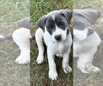 Small #2 Labrador Retriever Mix