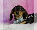 Small #4 Dachshund