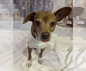 Mutt Dogs for adoption in Elmsford, NY, USA