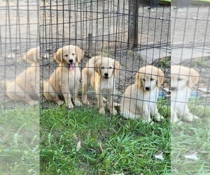 Goldendoodle Puppy for sale in TROY, MO, USA