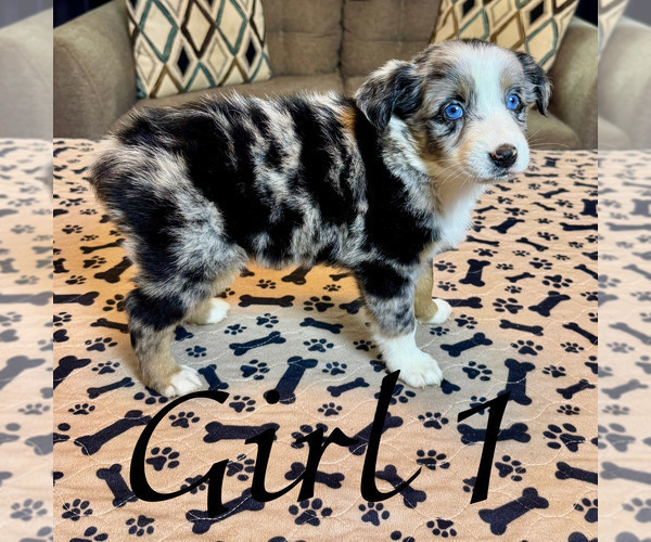 Medium Photo #62 Miniature Australian Shepherd Puppy For Sale in SALISBURY, NC, USA