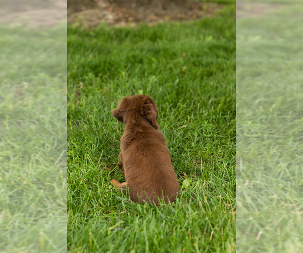 Medium Photo #4 Dachshund Puppy For Sale in BREMEN, IN, USA