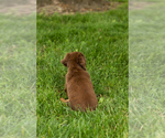 Small #3 Dachshund