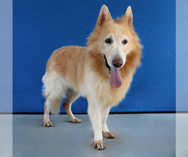 Medium Photo #2 German Shepherd Dog-Unknown Mix Puppy For Sale in Pasadena, CA, USA