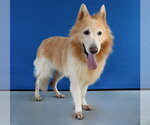 Small #1 German Shepherd Dog Mix