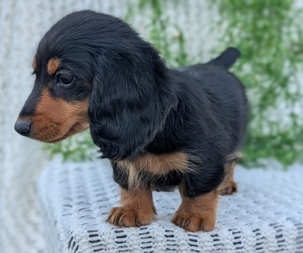 Medium Photo #12 Dachshund Puppy For Sale in GOSHEN, IN, USA