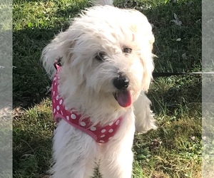 Goldendoodle (Miniature) Puppy for sale in WARREN, OH, USA