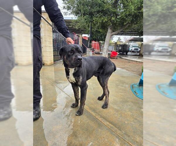 Medium Photo #2 Mutt Puppy For Sale in Riverside, CA, USA