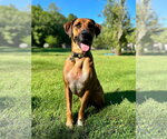 Small Great Dane Mix