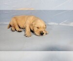 Small Photo #8 Golden Retriever Puppy For Sale in BLACK FOREST, CO, USA