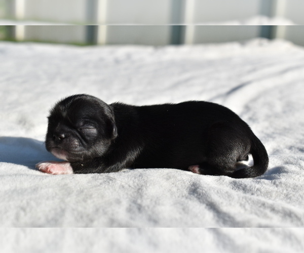 Medium Photo #3 Shih Tzu Puppy For Sale in PALM COAST, FL, USA