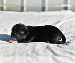 Small #2 Shih Tzu