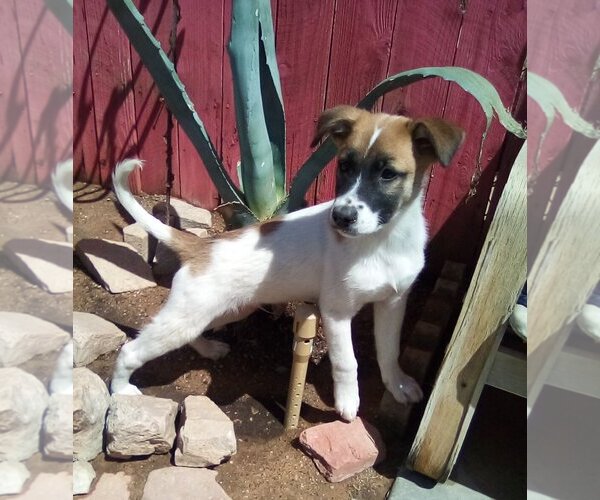 Medium Photo #16 Mutt Puppy For Sale in Apple Valley, CA, USA