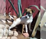 Small #15 Mutt