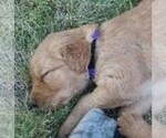 Small Photo #1 Golden Retriever Puppy For Sale in SAINT IGNATIUS, MT, USA