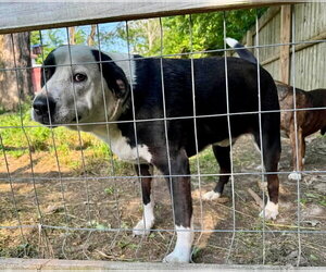 Farmer - Male American Pit Bull Terrier-Unknown Mix Dog for Adoption - Photo #3