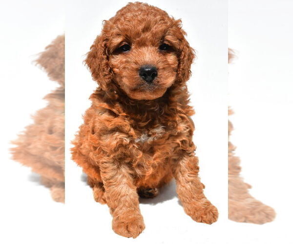 Medium Photo #50 Goldendoodle mix (+ Poodle Miniature) Puppy For Sale in DURHAM, CT, USA