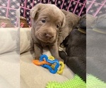Small Photo #10 Labrador Retriever Puppy For Sale in MULINO, OR, USA