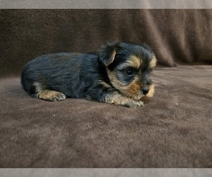 Yorkshire Terrier Puppy for sale in CARLYLE, IL, USA