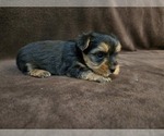 Image preview for Ad Listing. Nickname: Blaze