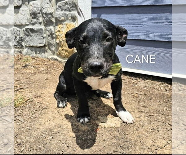 Medium Photo #2 Chi-Corgi Puppy For Sale in Maryville, TN, USA