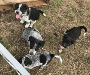 Australian Cattle Dog-Miniature Australian Shepherd Mix Puppy for sale in NEW WAVERLY, TX, USA