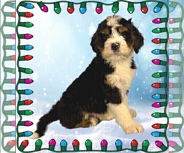 Medium Photo #4 Bernedoodle Puppy For Sale in BLACK FOREST, CO, USA