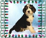 Small #3 Bernedoodle