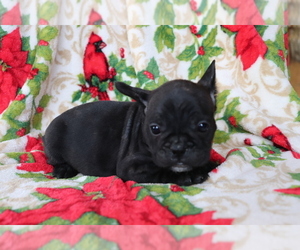 Faux Frenchbo Bulldog Puppy for sale in SHILOH, OH, USA