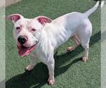 Small Photo #8 Bullypit Puppy For Sale in Rockwall, TX, USA