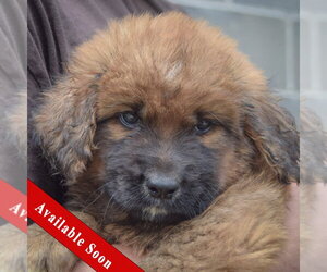 Golden Shepherd Dogs for adoption in Huntley, IL, USA