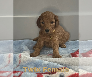 Goldendoodle Puppy for sale in MONTGOMERY, MN, USA