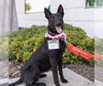 Small #13 German Shepherd Dog-Whippet Mix