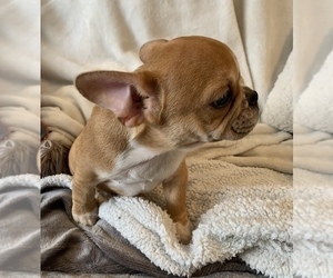 French Bulldog Puppy for sale in JOHNS ISLAND, SC, USA
