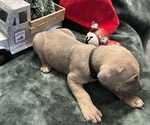 Puppy 50 Cent Cane Corso