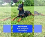Small Photo #10 Cane Corso-Doberman Pinscher Mix Puppy For Sale in MONTPELIER, VA, USA