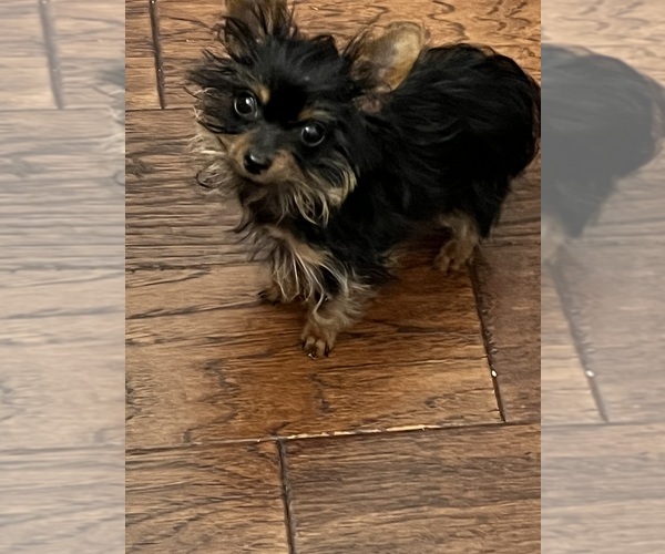 Medium Photo #3 Yorkshire Terrier Puppy For Sale in KELLER, TX, USA