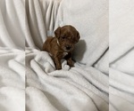 Puppy Puppy5 L Blue Goldendoodle (Miniature)