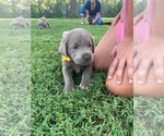 Small Photo #2 Labrador Retriever Puppy For Sale in HILLSBORO, IL, USA