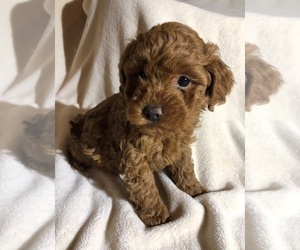 Poodle (Toy) Puppy for sale in LANCASTER, PA, USA