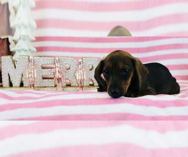 Medium Photo #1 Dachshund Puppy For Sale in CINCINNATI, OH, USA