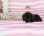 Small Dachshund
