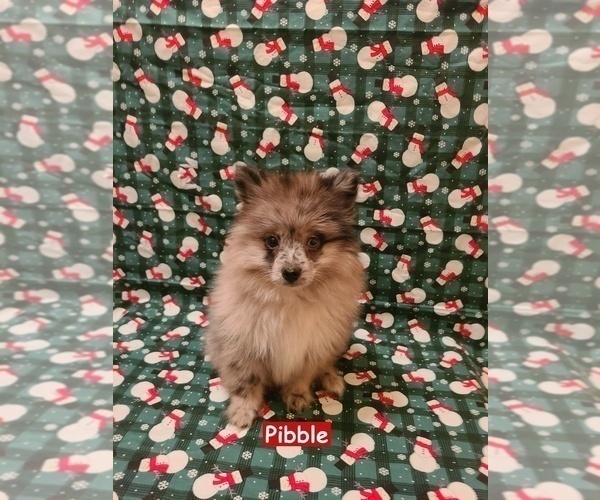 Medium Photo #2 Pomeranian Puppy For Sale in CLARKSVILLE, TN, USA