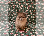 Small #1 Pomeranian
