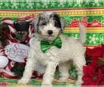 Small Photo #1 Sheepadoodle Puppy For Sale in LANCASTER, PA, USA