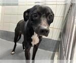 Small American Staffordshire Terrier Mix