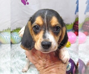 Beagle Puppy for Sale in RATTAN, Oklahoma USA