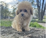 Small Photo #3 Bichpoo Puppy For Sale in OLIVE BRANCH, MS, USA