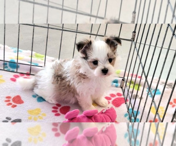 Medium Photo #10 Papitese Puppy For Sale in ORO VALLEY, AZ, USA