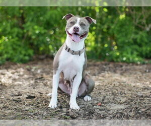 Staffordshire Bull Terrier-Unknown Mix Dogs for adoption in Tavares, FL, USA